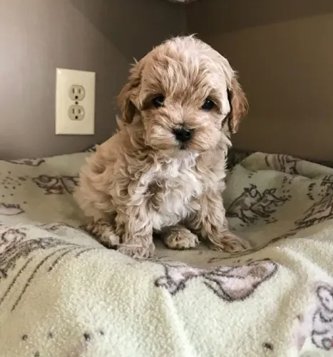 Poodle - Pequenas fofuras que espalham alegria pela casa