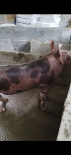 Porco pietran