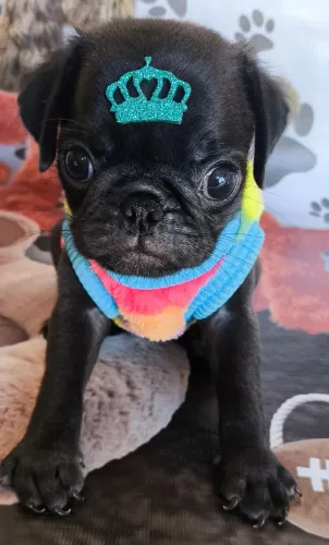 Promoção Pug macho