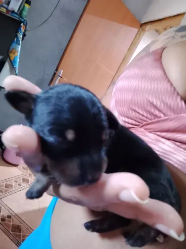 Filhotes d pinscher n1