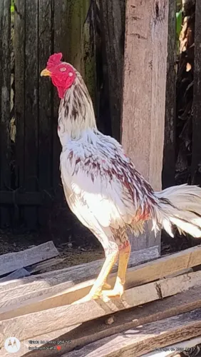 Vendo galo da raça Mura original, conhecido como carioca .