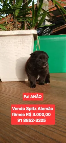 Filhotes de Spitz Alemão Anão (Lulu da Pomerânia) - Gêmeos Pretos com Peito Branco