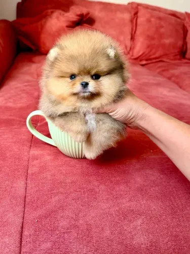 Lulu da Pomerânia simplesmente perfeito