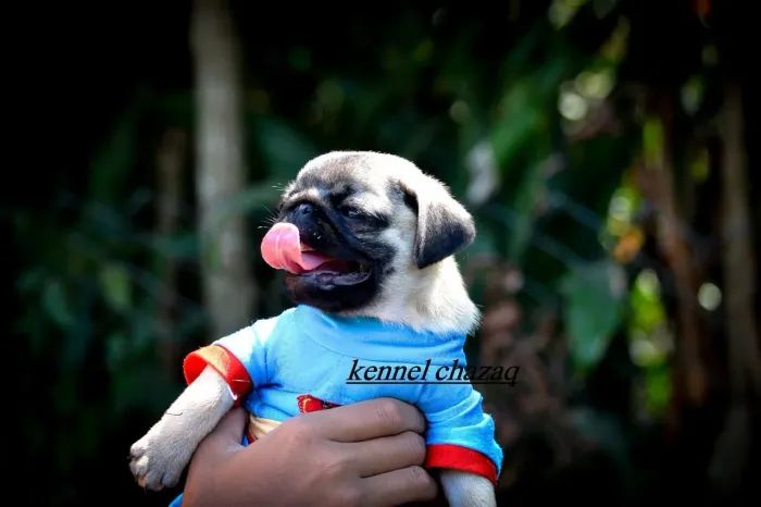 Pug mini um lindo menino disponível em campinas