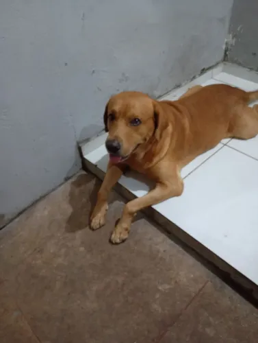 Procura se uma cadela da raça labrador pra cruzar com um cão da mesma raça