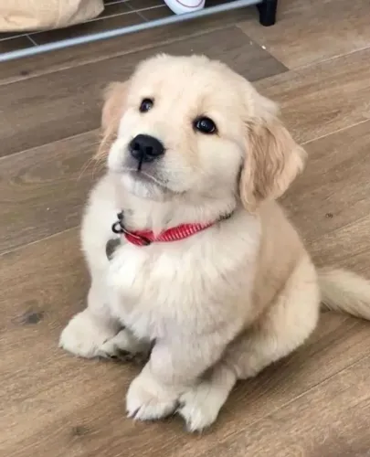 Cachorro