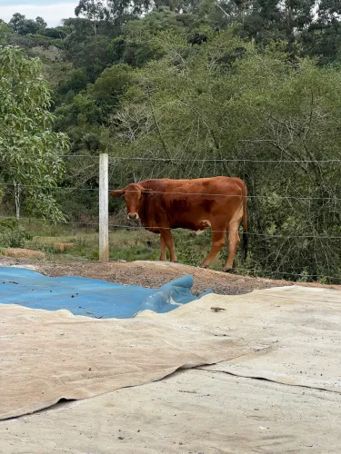 Novilha