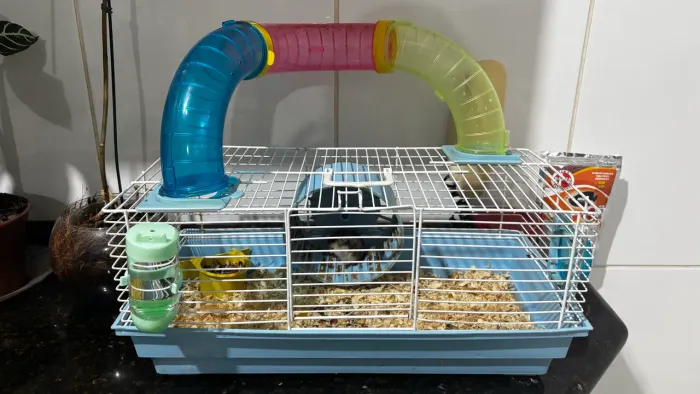 Gaiola de hamster com hamster pequeno