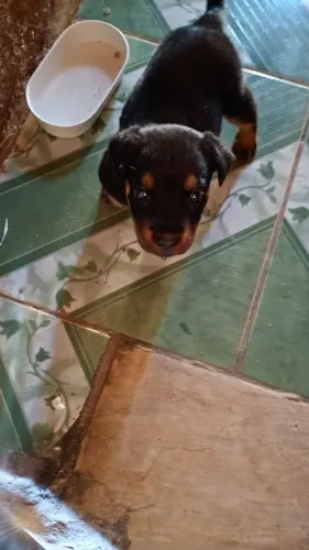 Rottweiler filhote macho 