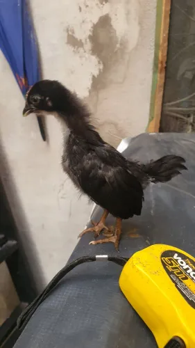 Disponível lindos pintinho garnizé Nagasaki cuida que tá acabando