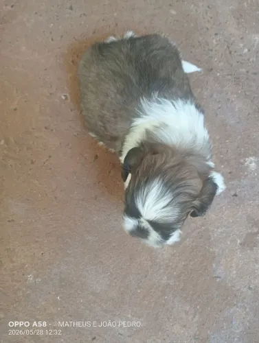 Cachorrinhos Shitzu macho 1 meses vermuficado .