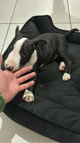 Bullterrier