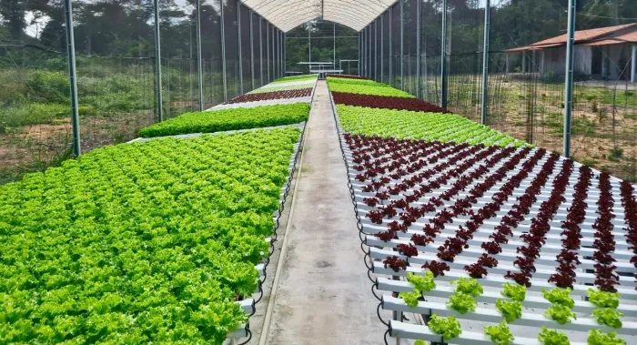 Fazenda Hidropônica 100% Ativa e Faturando - Teresina/PI