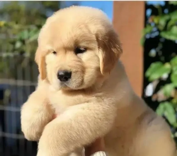 Doação filhote de golden