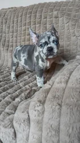 Buldogue francês