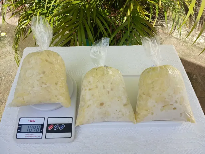 Polpa de Cupuaçu 100% Natural cortado na tesoura R$ 14,00 o Kg Retirada no Local