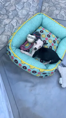 Pinscher filhote macho olhos azul