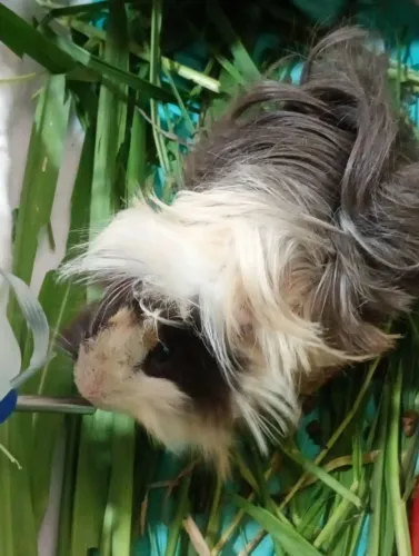 Porquinho da índia 