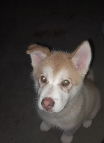 Husky siberiano