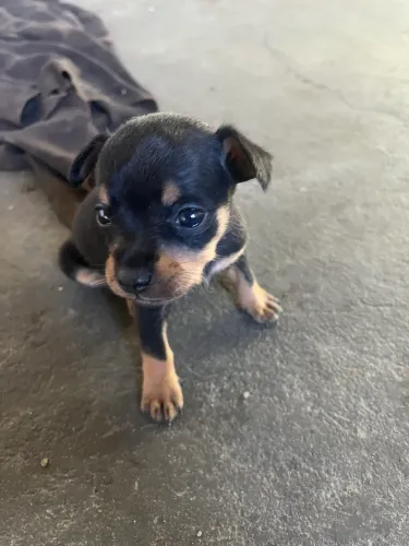 Vendo filhote de Pinscher porte pequeno (leia)
