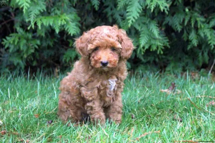  Poodle Toy Red Não perca! Filhotes disponíveis hoje ?