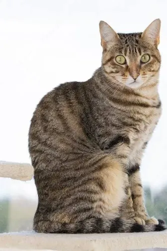 Estou Doando Gatos Adultos