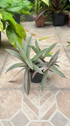 Planta linda decorativa