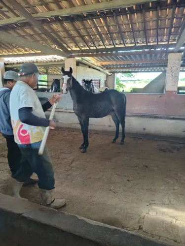Potro QM muito lindo
