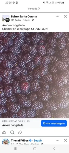 Vendo amoras congeladas para suco ou geleia 