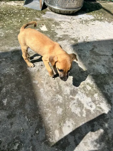 Doação de cachorros filhotes 