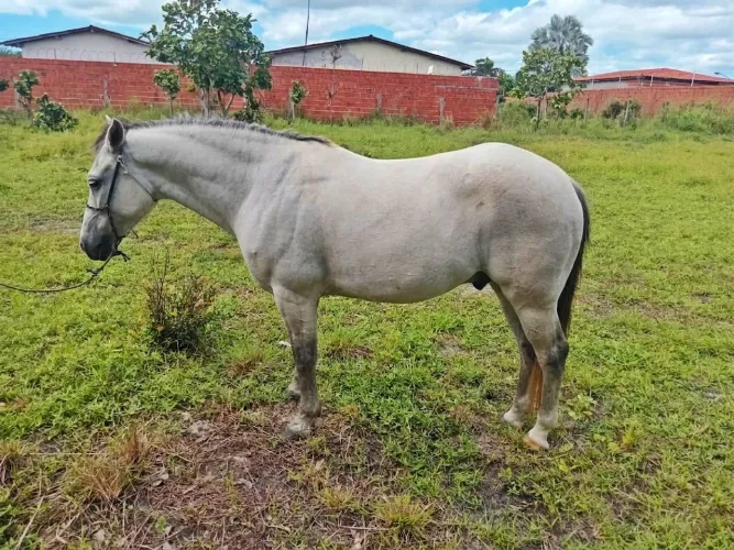 Cavalinho bom de sela apenas 5 anos bem manso para crianças e mulheres