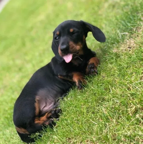 Basset / Dachshund Cuidado que permanece