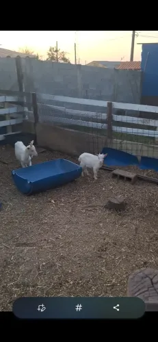Mini cabras 
