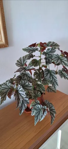 Duas plantas