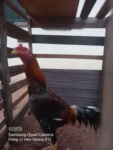 Frango indio