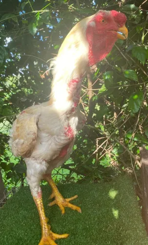 Pintinhos índio gigante