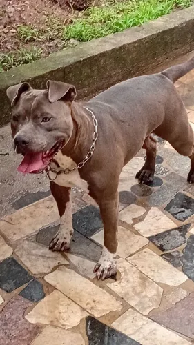 Doação de Pit monster