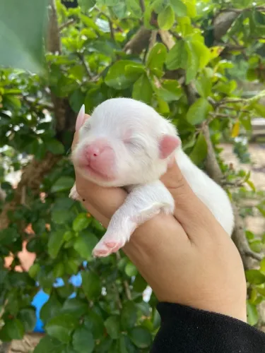 Spitz Alemão Anão (Lulu da Pomerânia) - Venda/Doação Responsável