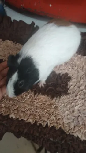 Porquinho da Índia