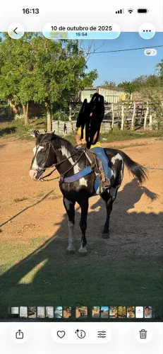 Cavalo de direita 