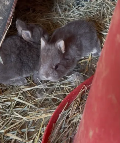 Vendo filhote fêmea de Netherland dwarf