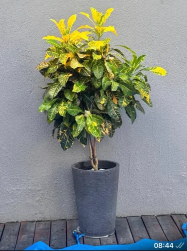 Plantas / jardinagem e paisagismo 