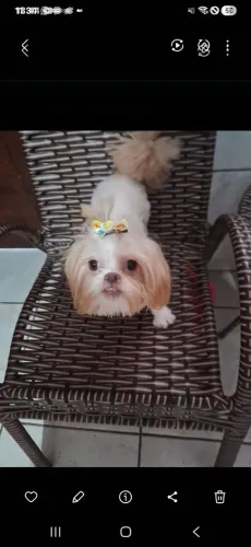 Shitzu fêmea