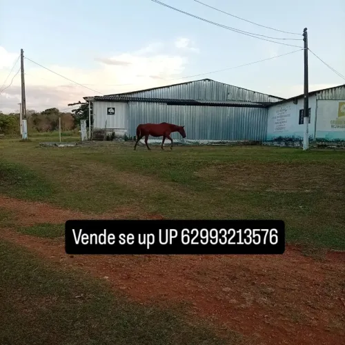 Vende se uma égua manga larga top machadora