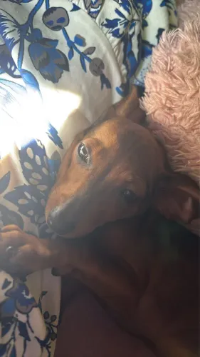 Pinscher misturado Basset