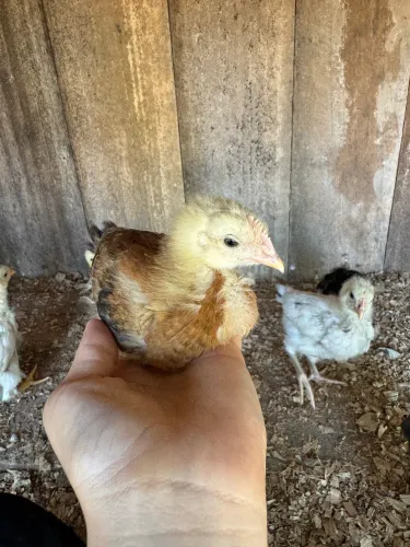 Vende-se pintinhos caipira