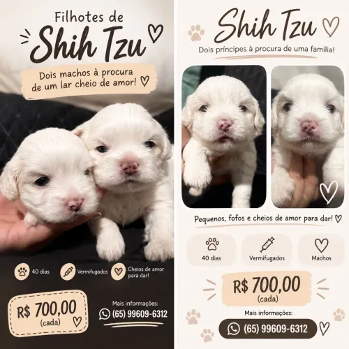 Shitzu