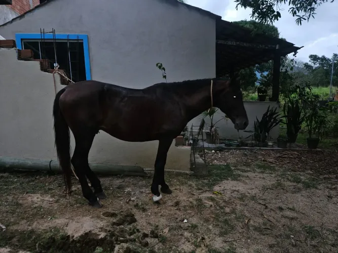 Cavalo Manga Larga