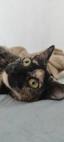Gatinha escaminha adoção responsável 
