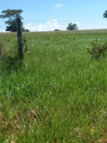 FAZENDA À VENDA PECUÁRIA E AGRICULTURA | PONTAL DO ARAGUAIA - MT